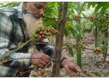 চা চাষের পাশাপাশি কফি চাষের সাফল্য দেখছেন পঞ্চগড়ের কৃষক।