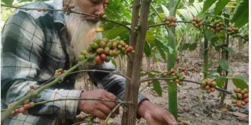 চা চাষের পাশাপাশি কফি চাষের সাফল্য দেখছেন পঞ্চগড়ের কৃষক।