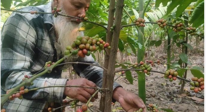 চা চাষের পাশাপাশি কফি চাষের সাফল্য দেখছেন পঞ্চগড়ের কৃষক।