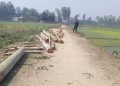 সরকারি রাস্তা থেকে শতাধিক গাছ কেটে নেওয়ার অভিযোগ