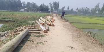 সরকারি রাস্তা থেকে শতাধিক গাছ কেটে নেওয়ার অভিযোগ