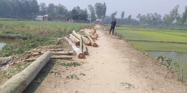 সরকারি রাস্তা থেকে শতাধিক গাছ কেটে নেওয়ার অভিযোগ