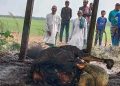 মেহেন্দিগঞ্জে খামারে দূর্বৃত্তদের দেওয়া আগুনে ৪ টি গরু পুড়ে ছাই। 
