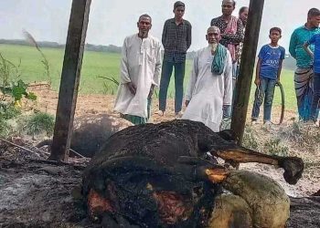মেহেন্দিগঞ্জে খামারে দূর্বৃত্তদের দেওয়া আগুনে ৪ টি গরু পুড়ে ছাই। 