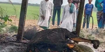 মেহেন্দিগঞ্জে খামারে দূর্বৃত্তদের দেওয়া আগুনে ৪ টি গরু পুড়ে ছাই। 