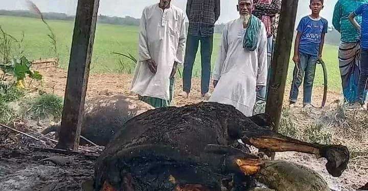 মেহেন্দিগঞ্জে খামারে দূর্বৃত্তদের দেওয়া আগুনে ৪ টি গরু পুড়ে ছাই।