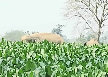 পঞ্চগড়ের দু’টি বন্য হাতির প্রবেশ    আতংকে এলাকাবাসী