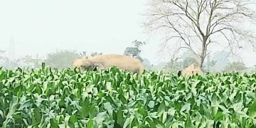 পঞ্চগড়ের দু’টি বন্য হাতির প্রবেশ    আতংকে এলাকাবাসী