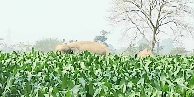 পঞ্চগড়ের দু’টি বন্য হাতির প্রবেশ আতংকে এলাকাবাসী