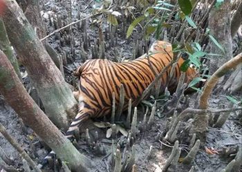 সুন্দরবনের ২৫৫ কেজি ওজনের মৃত বাঘের ময়নাতদন্ত সম্পন্ন