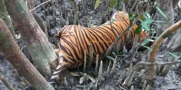 সুন্দরবনের ২৫৫ কেজি ওজনের মৃত বাঘের ময়নাতদন্ত সম্পন্ন