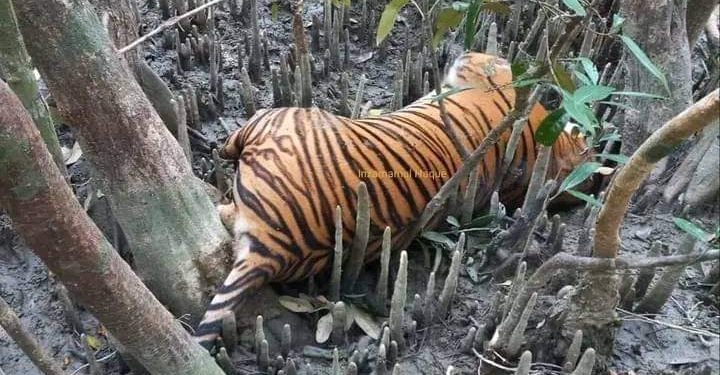 সুন্দরবনের ২৫৫ কেজি ওজনের মৃত বাঘের ময়নাতদন্ত সম্পন্ন