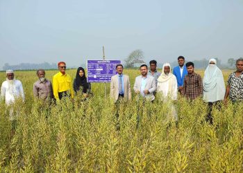 কালিহাতীতে সরিষার জাত বিনা’র মাঠ দিবস অনুষ্ঠিত
