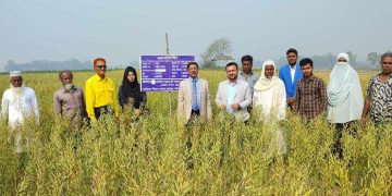 কালিহাতীতে সরিষার জাত বিনা’র মাঠ দিবস অনুষ্ঠিত
