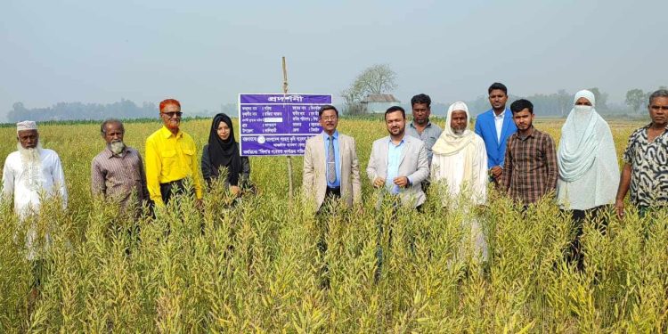 কালিহাতীতে সরিষার জাত বিনা’র মাঠ দিবস অনুষ্ঠিত
