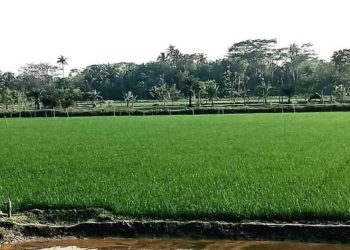 বাগেরহাট রামপালে তীব্র লবনাক্ততার মধ্যেও বোরো ধানের বাম্পার ফসলের আশা কৃষক