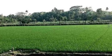 বাগেরহাট রামপালে তীব্র লবনাক্ততার মধ্যেও বোরো ধানের বাম্পার ফসলের আশা কৃষক