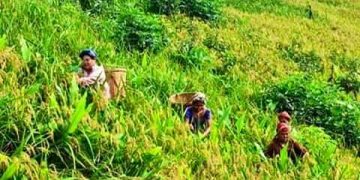 জুমচাষেই’ জীবন কাটে পাহাড়ের সুবিধা বঞ্চিত মানুষের