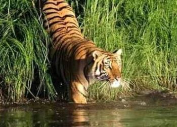 বর্জ্যে -বিষে ধ্বংস হচ্ছে সুন্দরবন