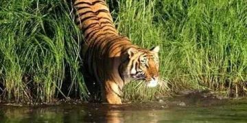 বর্জ্যে -বিষে ধ্বংস হচ্ছে সুন্দরবন