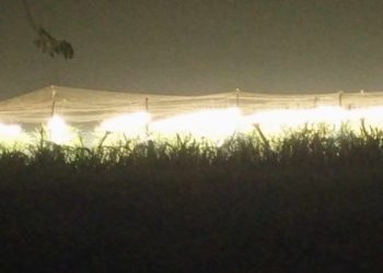 কোটচাঁদপুরে সারারাত লাইটিং করে ড্রাগন চাষ