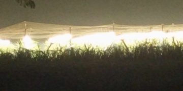 কোটচাঁদপুরে সারারাত লাইটিং করে ড্রাগন চাষ