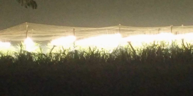 কোটচাঁদপুরে সারারাত লাইটিং করে ড্রাগন চাষ