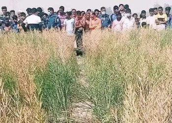 বগুড়ার নন্দীগ্রামে অজ্ঞাত যুবকের লাশ উদ্ধার