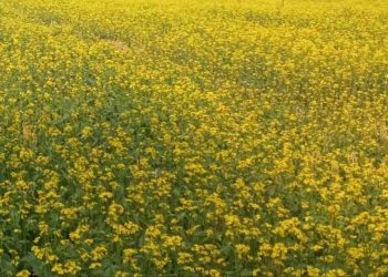 বটিয়াঘাটায় সরিষার বাম্পার ফলনে কৃষকের মুখে হাসির ঝিলিক।