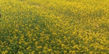 বটিয়াঘাটায় সরিষার বাম্পার ফলনে কৃষকের মুখে হাসির ঝিলিক।