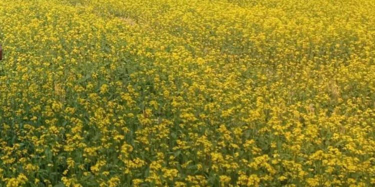 বটিয়াঘাটায় সরিষার বাম্পার ফলনে কৃষকের মুখে হাসির ঝিলিক।