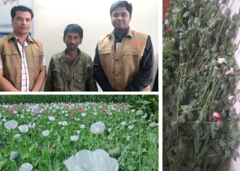 মানিকগঞ্জে অপিয়াম পপি গাছসহ মাদক কারবারি গ্রেফতার 