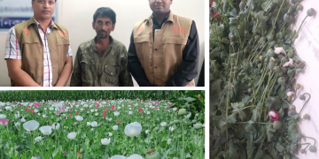 মানিকগঞ্জে অপিয়াম পপি গাছসহ মাদক কারবারি গ্রেফতার 