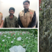 মানিকগঞ্জে অপিয়াম পপি গাছসহ মাদক কারবারি গ্রেফতার