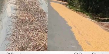 কোটচাঁদপুরে সড়ক দখল করে কৃষি কাজ, দূর্ঘটনার আশংকা