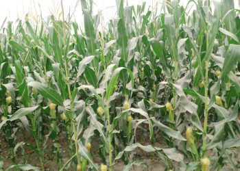 জয়পুরহাটে ৮৫৫ হেক্টর জমিতে ভূট্টার চাষ