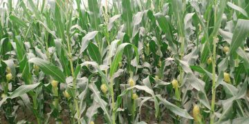 জয়পুরহাটে ৮৫৫ হেক্টর জমিতে ভূট্টার চাষ