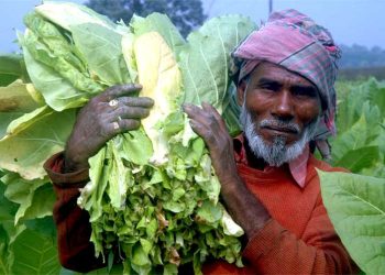 মানিকগঞ্জে তামাক চাষে ঝুঁকছেন কৃষকেরা