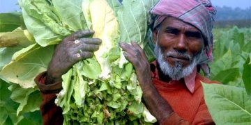 মানিকগঞ্জে তামাক চাষে ঝুঁকছেন কৃষকেরা