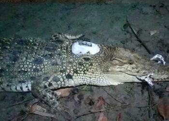 আতঙ্কে জেলেরা স্যাটেলাইট ট্যাগ বসানো কুমির পানগুছিতে