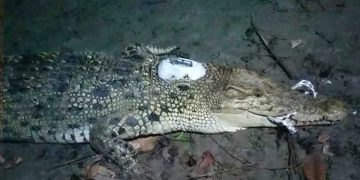 আতঙ্কে জেলেরা স্যাটেলাইট ট্যাগ বসানো কুমির পানগুছিতে