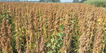 ‘সুপার ফুড কিনোয়া’র বাণিজ্যিক চাষ হচ্ছে পঞ্চগড়ে