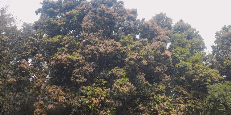 রাজশাহীতে আমের মুকুল কম আশায় লোকসানের আশা কৃষকের