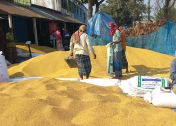 জয়পুরহাটে সরিষার আবাদ বাড়লেও কমেছে ফলন, দাম না পেয়ে হতাশ কৃষক