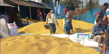 জয়পুরহাটে সরিষার আবাদ বাড়লেও কমেছে ফলন, দাম না পেয়ে হতাশ কৃষক