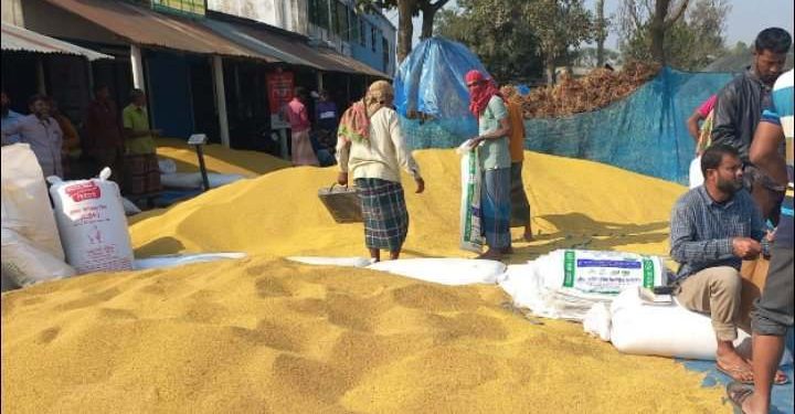 জয়পুরহাটে সরিষার আবাদ বাড়লেও কমেছে ফলন, দাম না পেয়ে হতাশ কৃষক