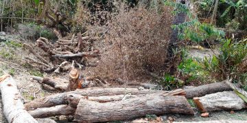 রামপালে সামাজিক বন বিভাগের শতাধিক গাছ কেটে বিক্রির অভিযোগ 