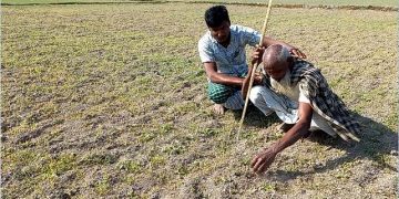 পঞ্চগড়ে জমিতে বিষ দিয়ে বাদাম ক্ষেত নষ্ট করার অভিযোগ 