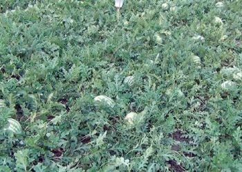 খুলনায় তরমুজে গেলো কয়েক বছর লোকসান হলেও এবার উকি দিচ্ছে উজ্জল সম্ভাবনা !