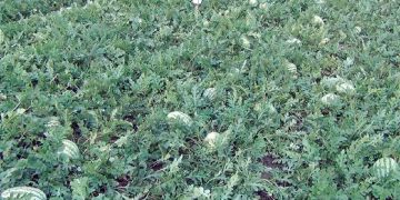 খুলনায় তরমুজে গেলো কয়েক বছর লোকসান হলেও এবার উকি দিচ্ছে উজ্জল সম্ভাবনা !